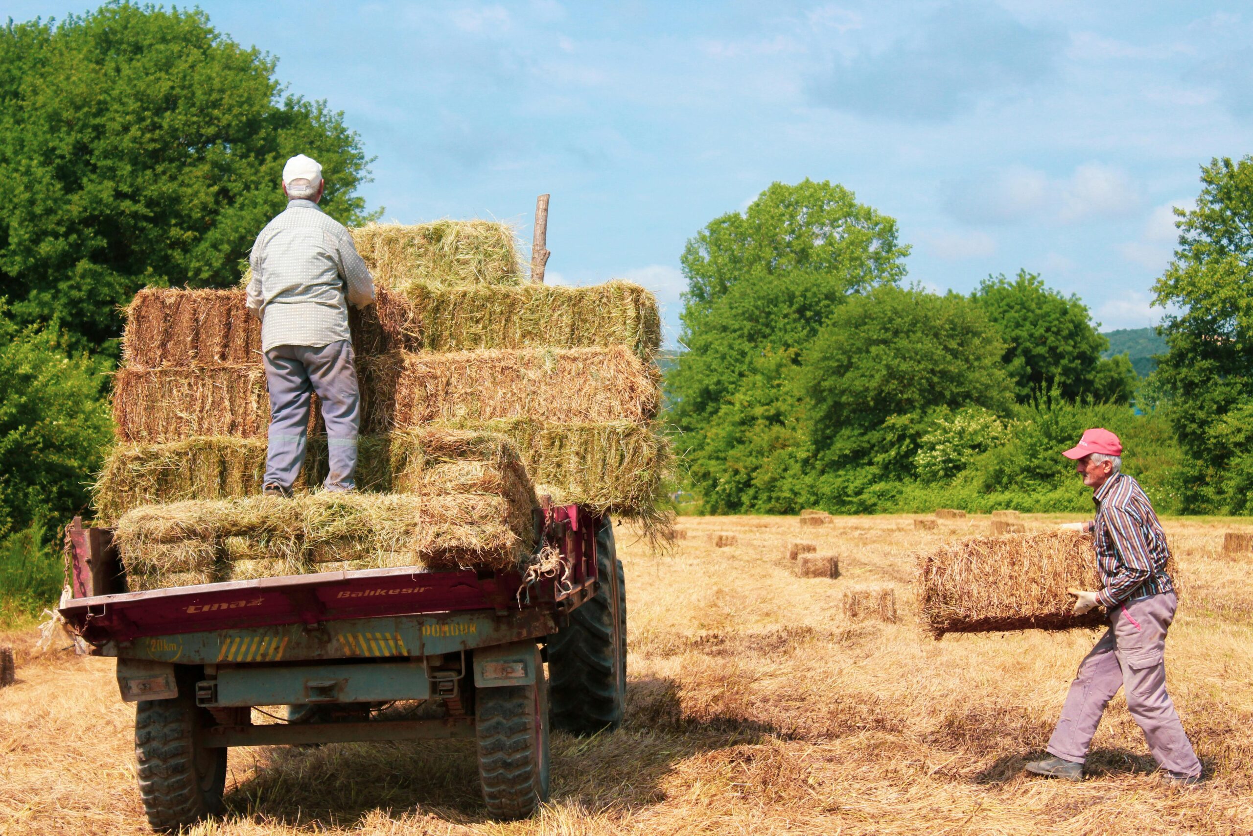 Farmers Loading Hay on a Tractor