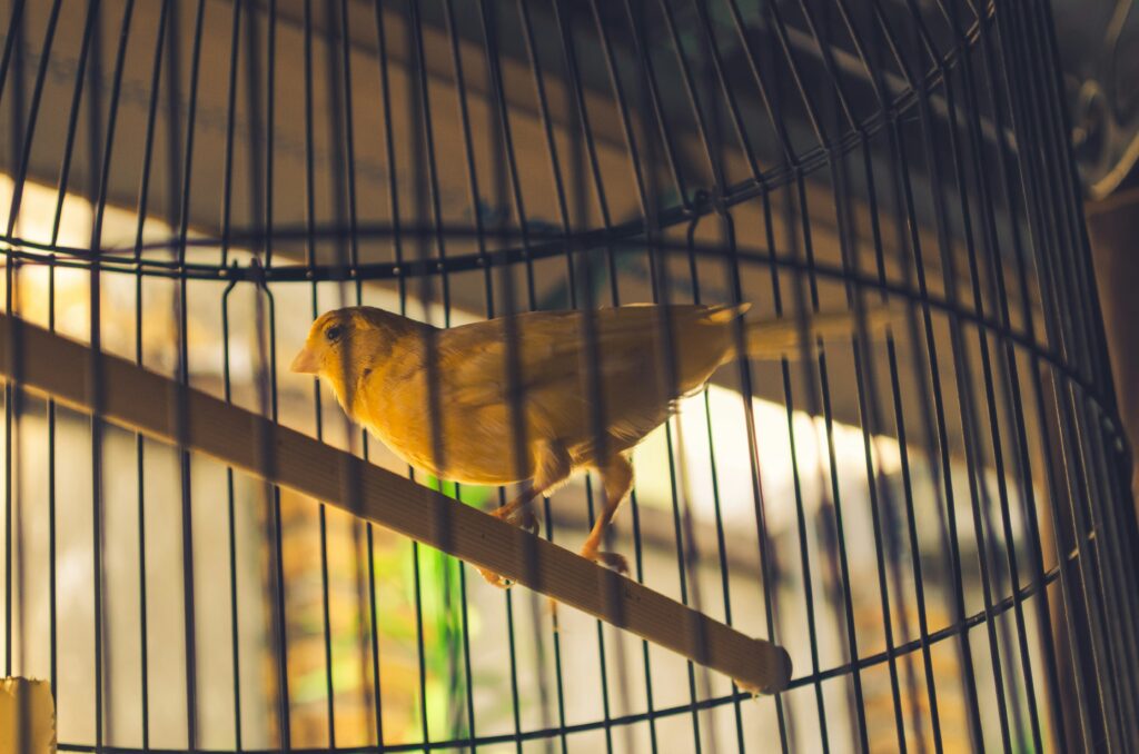 March 2025 Article – The Border as the Canary in the US Economy Coal Mine